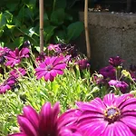 I Girasoli Bed and breakfast 3*