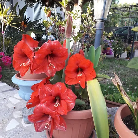 I Girasoli Nocleg ze śniadaniem