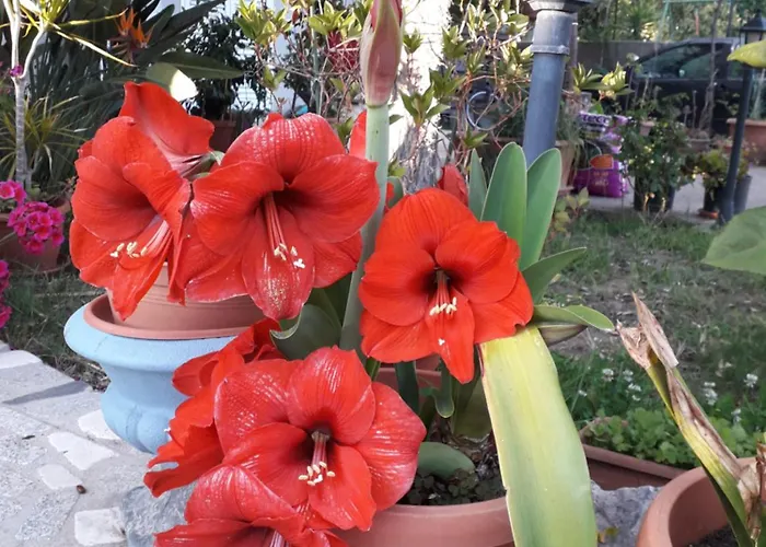 I Girasoli Bed & Breakfast