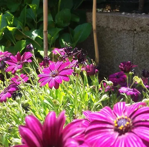 I Girasoli Oda ve Kahvaltı 3*