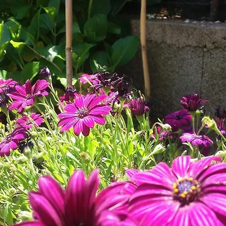 I Girasoli Bed & Breakfast *